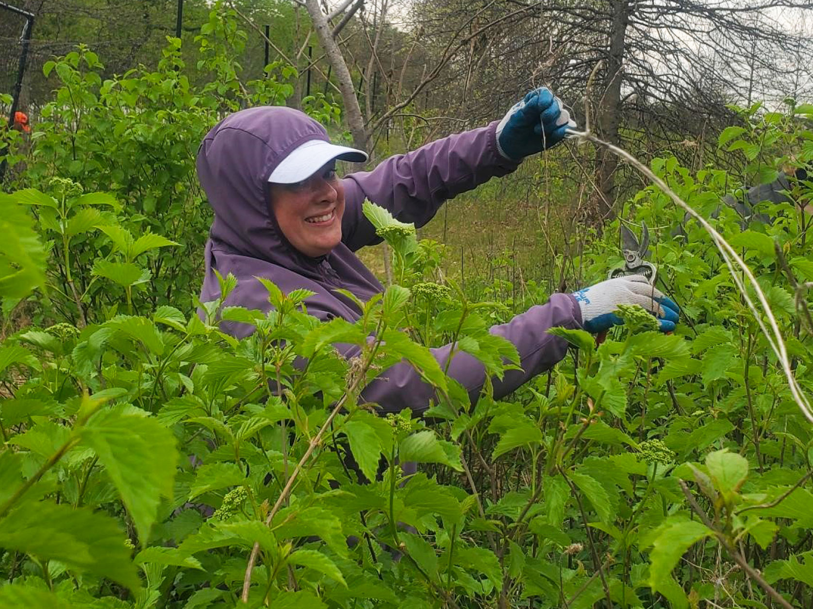 UTRS volunteer removing invasive plant species and clearing old plant debris