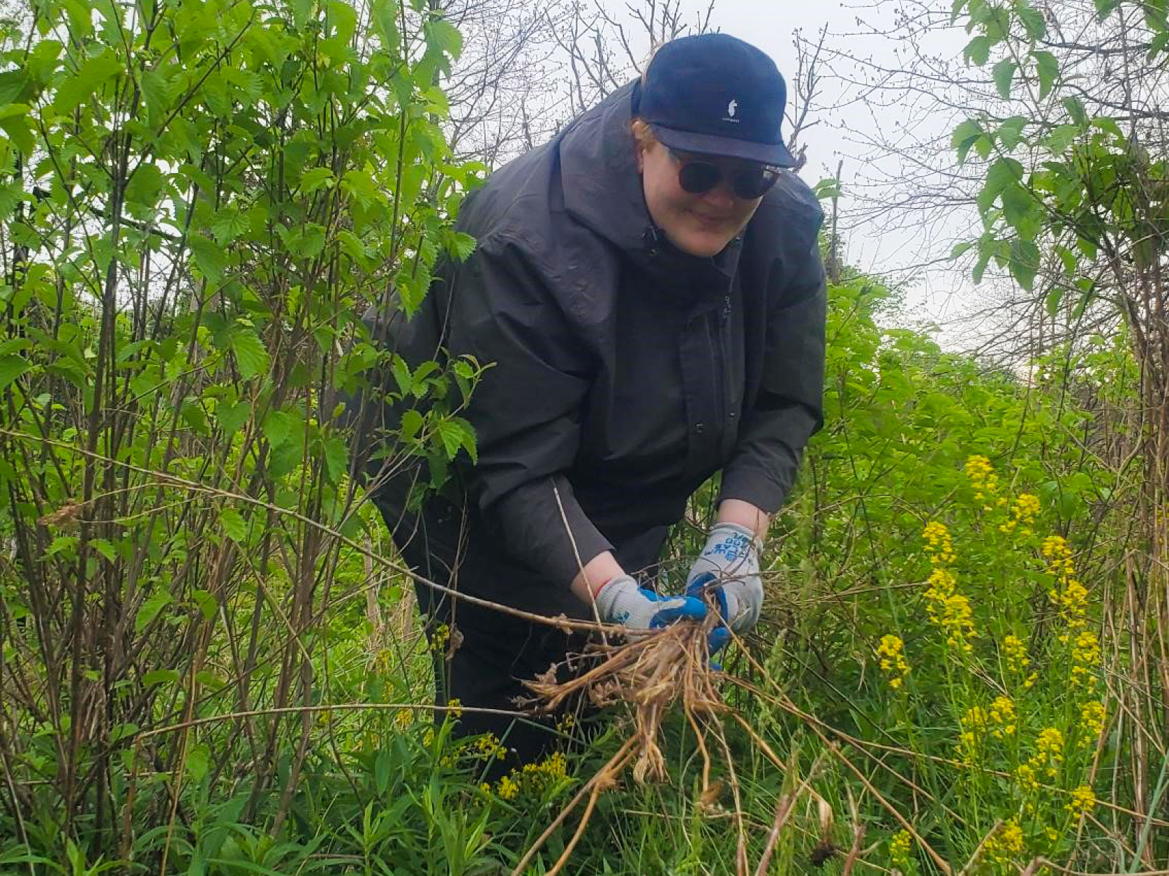 UTRS volunteer removing invasive plant species and clearing old plant debris